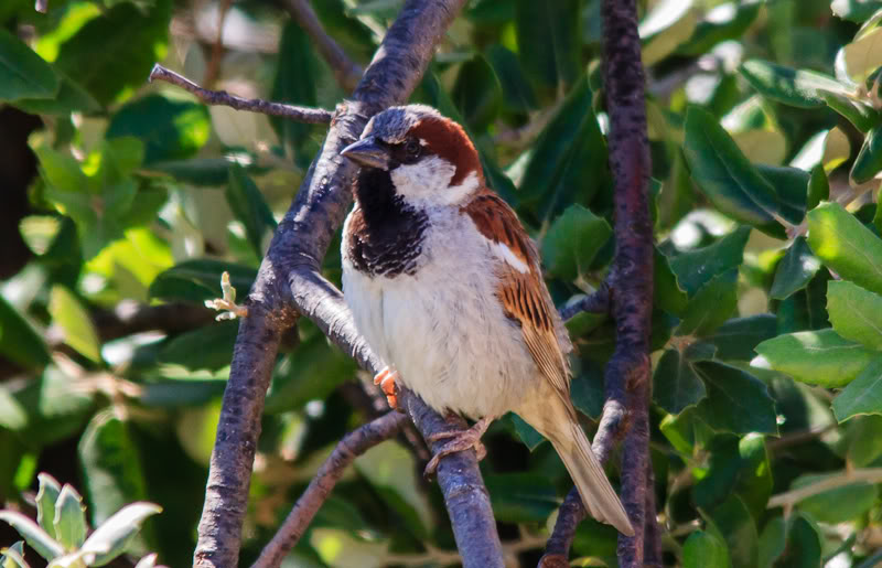 les monstres du jardin 12072012-IMG_0050