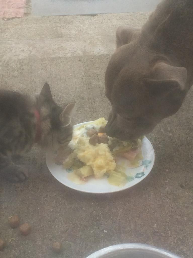 Introducing a kitten to my staffy? (Update) EE9C25E9-FD46-43D8-B537-5FC6FA8AAA58
