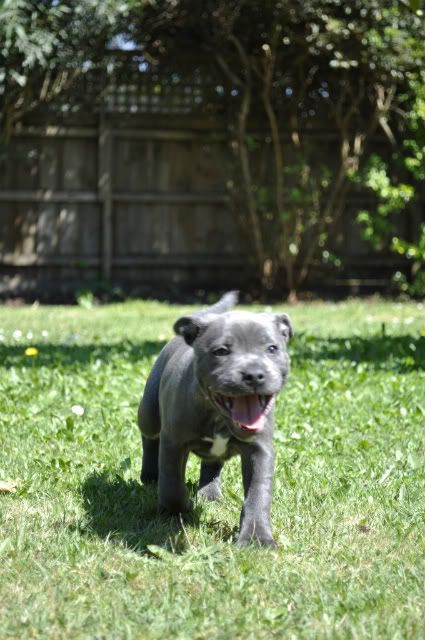 Jagger, from 8-20wks.  _DSC0923-1