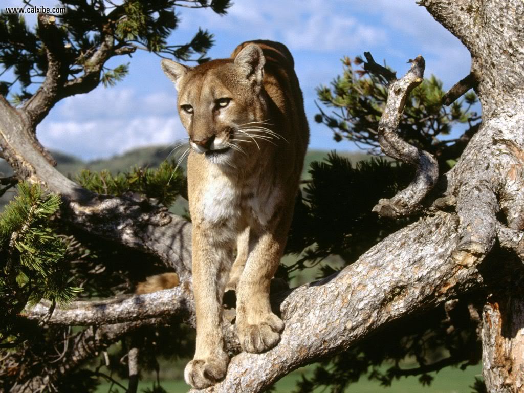 Bộ 20 ảnh chủ đề Animal! (wallpaper) Mountain_Lion