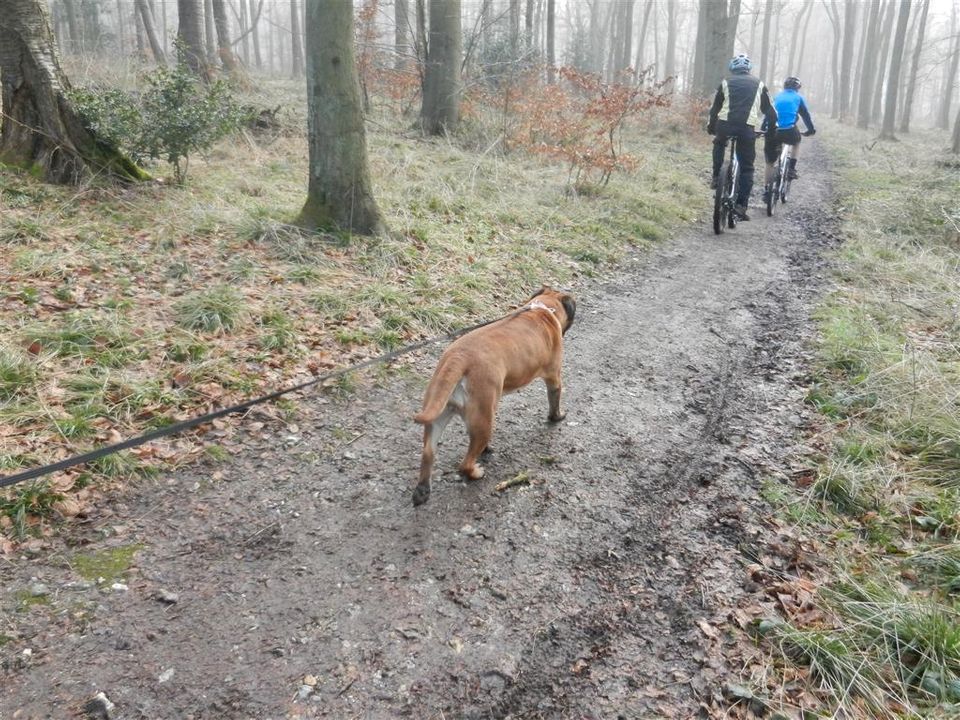 Honey Bullmastiff -  Wendoverwoods_013Medium