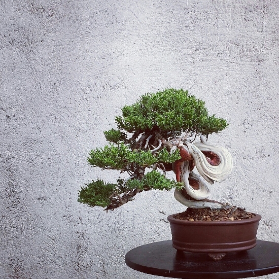 my 11th juniper (shimpaku shohin) 0ba26799-8532-47e5-9532-c544848102ea