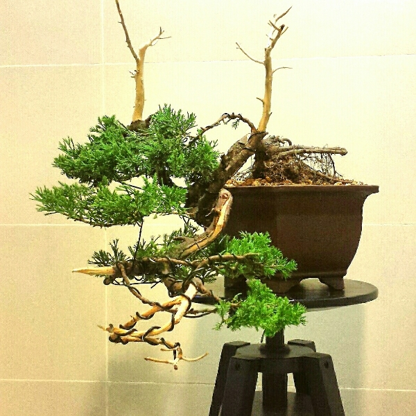 My 6th Juniper kengai first styling . 18f7cfe6-f8ba-4c18-8f58-7d170432a052