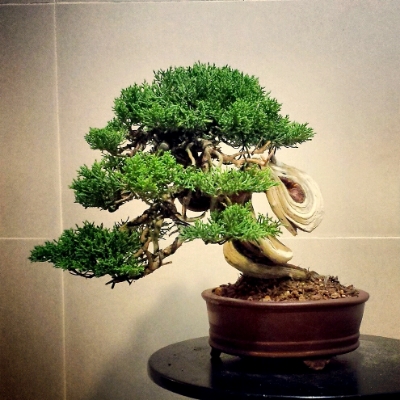 my 11th juniper (shimpaku shohin) 2014-11-04125555-1