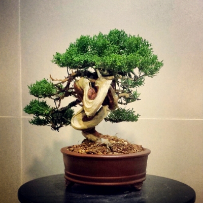 my 11th juniper (shimpaku shohin) 2014-11-04131805