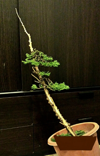 my12th juniper first styling (bunjin) 2014-11-17105208