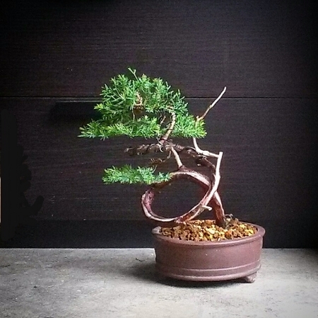 My Unknown cheap juniper first styling. 2015-03-232012.26.14