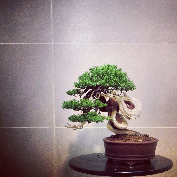 my 11th juniper (shimpaku shohin) 28cbd3dd-173e-4851-bd59-7f5aefb35add