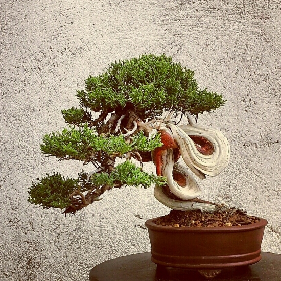 my 11th juniper (shimpaku shohin) 950b2fea-63cb-41d4-9605-5bac0c9f646e