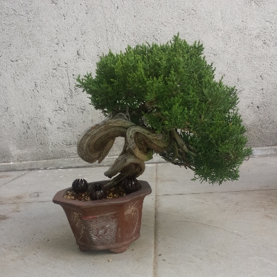 my 11th juniper (shimpaku shohin) IMG_20141102_162434