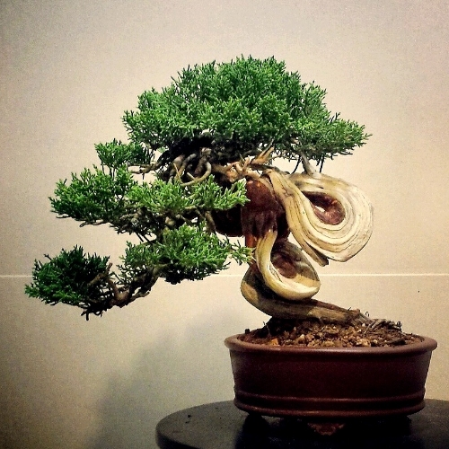 my 11th juniper (shimpaku shohin) IMG_20141104_125117