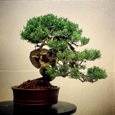 my 11th juniper (shimpaku shohin) IMG_20141104_130850