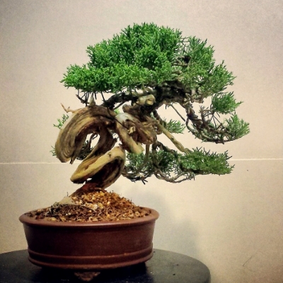 my 11th juniper (shimpaku shohin) IMG_20141104_131121