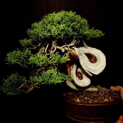 my 11th juniper (shimpaku shohin) IMG_20141104_132413