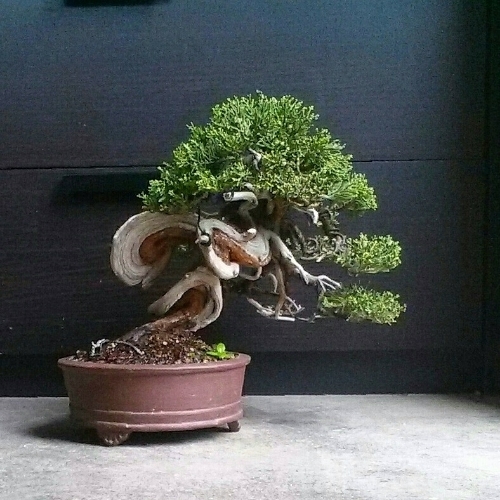 my 11th juniper (shimpaku shohin) IMG_20150306_130604