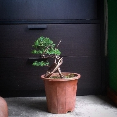 My Unknown cheap juniper first styling. IMG_20150320_123909