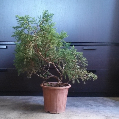 My Unknown cheap juniper first styling. IMG_20150320_124520