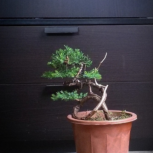 My Unknown cheap juniper first styling. IMG_20150320_125025