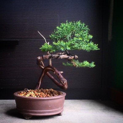 My Unknown cheap juniper first styling. IMG_20150322_132631