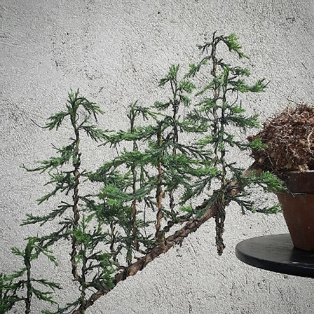 Forest cascade juniper first styling IMG_20150503_144246