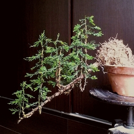 Forest cascade juniper first styling IMG_20150503_144805