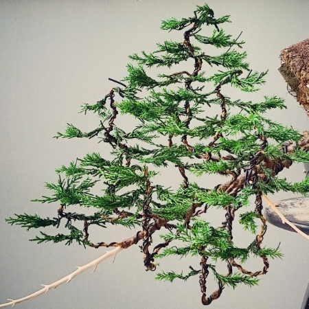 Forest Cascade Juniper Number 3 IMG_20150615_161949