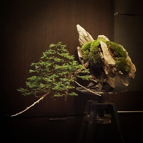 Forest Cascade Juniper Number 3 IMG_20150718_024933