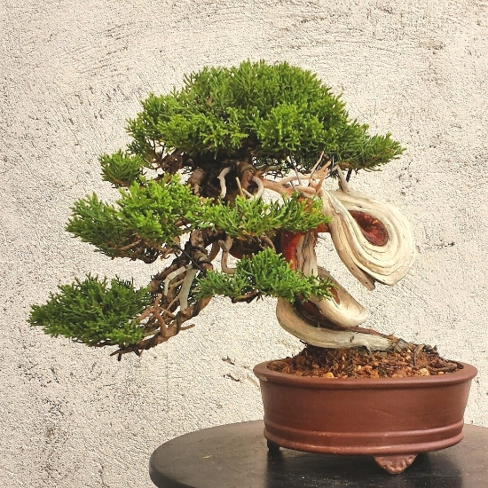 my 11th juniper (shimpaku shohin) C3525d7d-1960-45a9-8851-7c9f99d5ee90