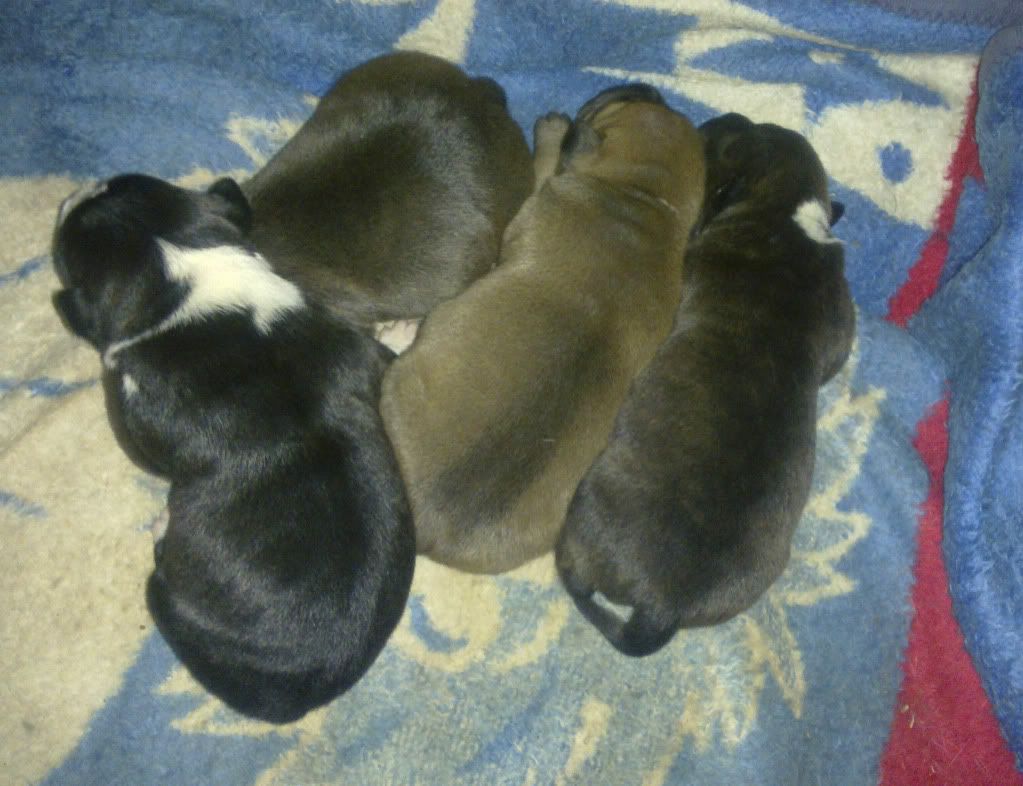 Pups! Pups2