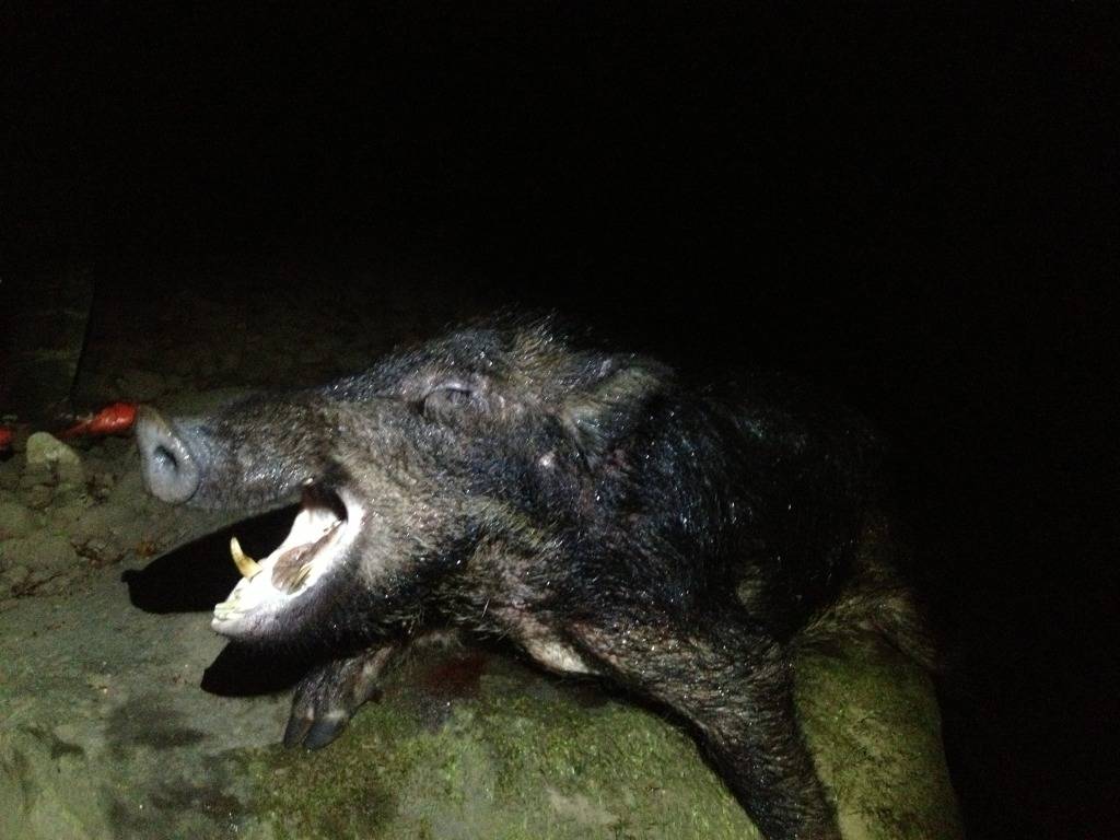 Young Boar  Photo1-1