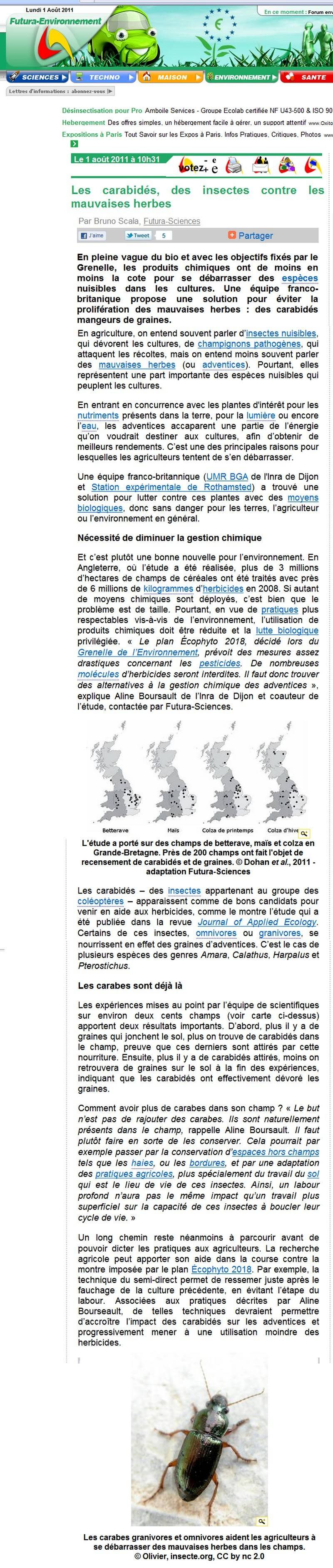 Les carabidés, des insectes contre les mauvaises herbes - Comment avoir plus de carabes dans son terrain ?  0HOROSBIS-55