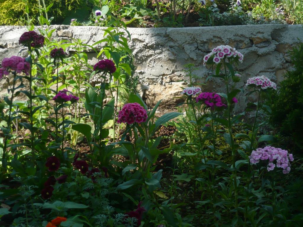 Turski karanfil - Dianthus barbatus 031ffa8e