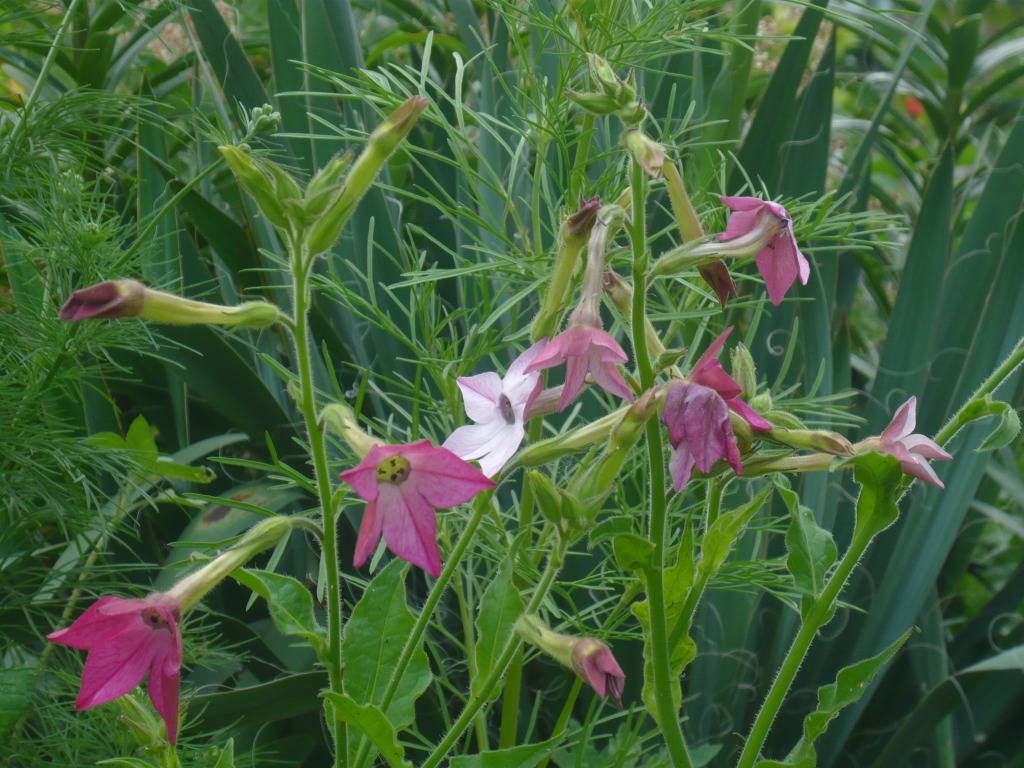 Ukrasni duhan-Nicotiana alata 24c53675