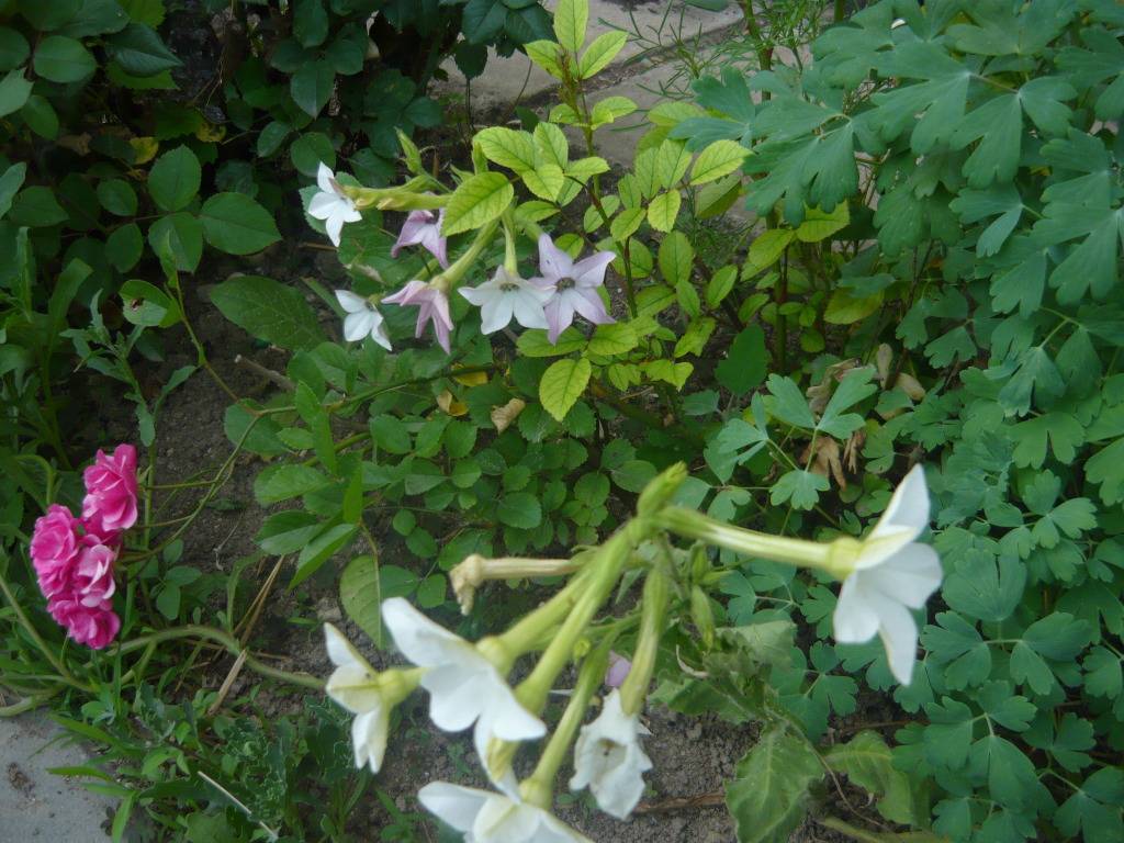 Ukrasni duhan-Nicotiana alata A8103153