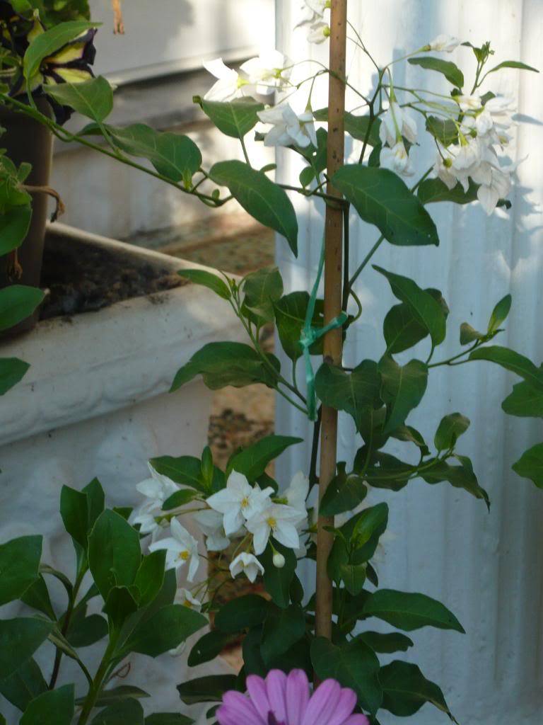 Solanum jasminoides P1030237