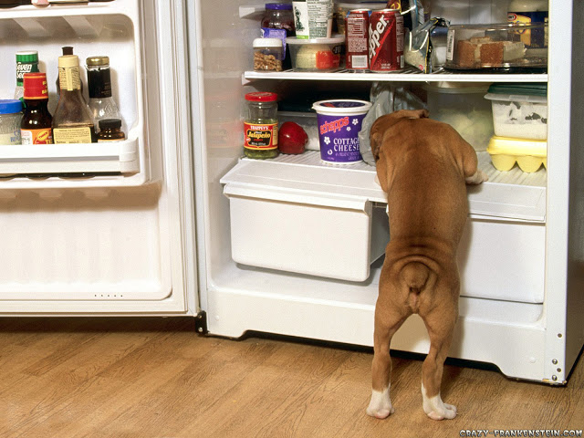 போருக்கு தயாராகும் சேனைப்படை! Boxer-pup-raiding-the-fridge-funny-animal-wallpapers-1600x120022_zps7bc2eaa3