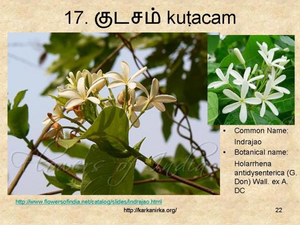 குறிஞ்சிப்பாட்டில் 99 மலர்கள்:பட்டியல் நிறைவு பெற்றது ! - Page 2 Slide22-1