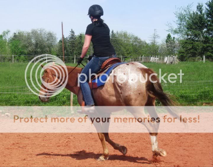 horsie recents 248447_10150640436780497_830535496_19231055_6707776_n