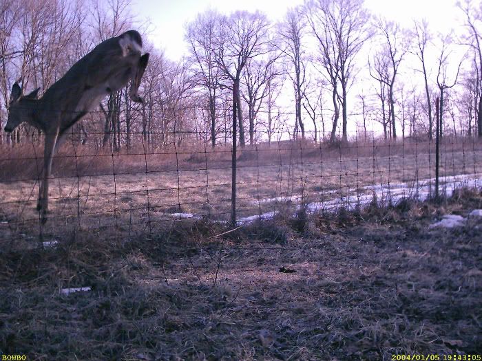 Lets see some of your unusual trail cam pics FenceJumper