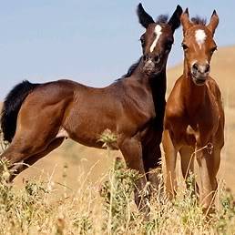 Slike drebadi Twins