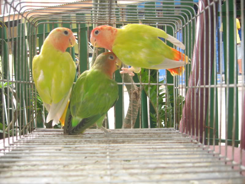 Cabuyao Birds for sale ***SOLD OUT*** IMG_3502