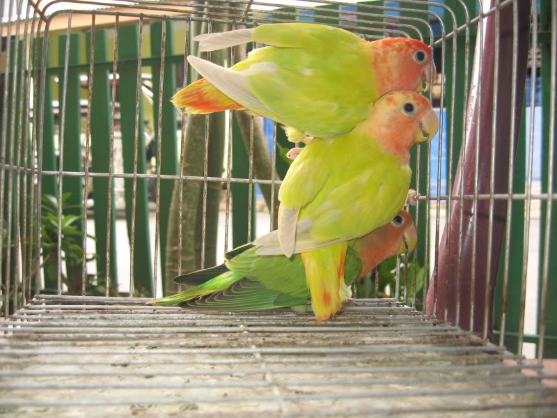 Cabuyao Birds for sale ***SOLD OUT*** IMG_3503