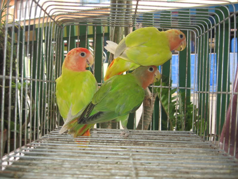 Cabuyao Birds for sale ***SOLD OUT*** IMG_3506