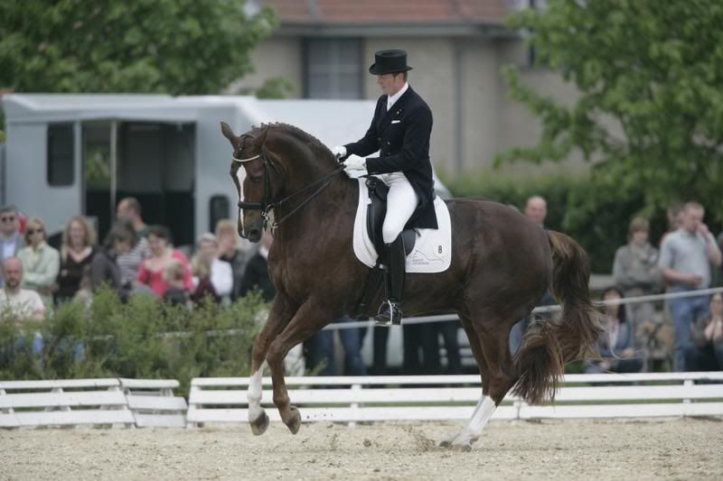 BELISSIMA DE BROMONT #BONNE -5ans - Oldenbourg - Briar de Bromont X Dj Vu de Bromont Barclay9