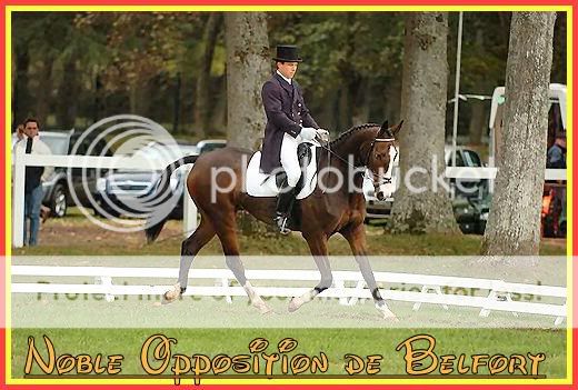 ## NOBLE OPPOSITION DE BELFORT - 10ans - KWPN -Servillo de l'Aurore X Ppite d'Or du Chne Noble4