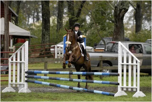 COR ENCOR DE LIVOYE -3ans - Anglo Arabe - Royal King de Livoye X Chantilly de Saumur Corencore3