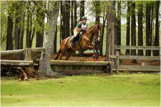 COR ENCOR DE LIVOYE -3ans - Anglo Arabe - Royal King de Livoye X Chantilly de Saumur Corencore9