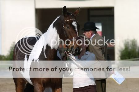 HOSS TARANTO -3ans - KWPN - Noble Opposition de Belfort X Pretty Girl Van DC Hoss16