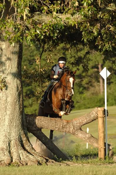 ROCK'N'LOVE II DE LIVOYE  -5ans - BWP - Bentley de la Loire X Lune de l'Ermitage Oblige1-1