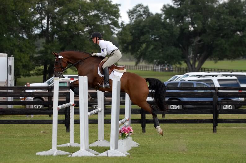 ROCK'N'LOVE II DE LIVOYE  -5ans - BWP - Bentley de la Loire X Lune de l'Ermitage Oblige6-1